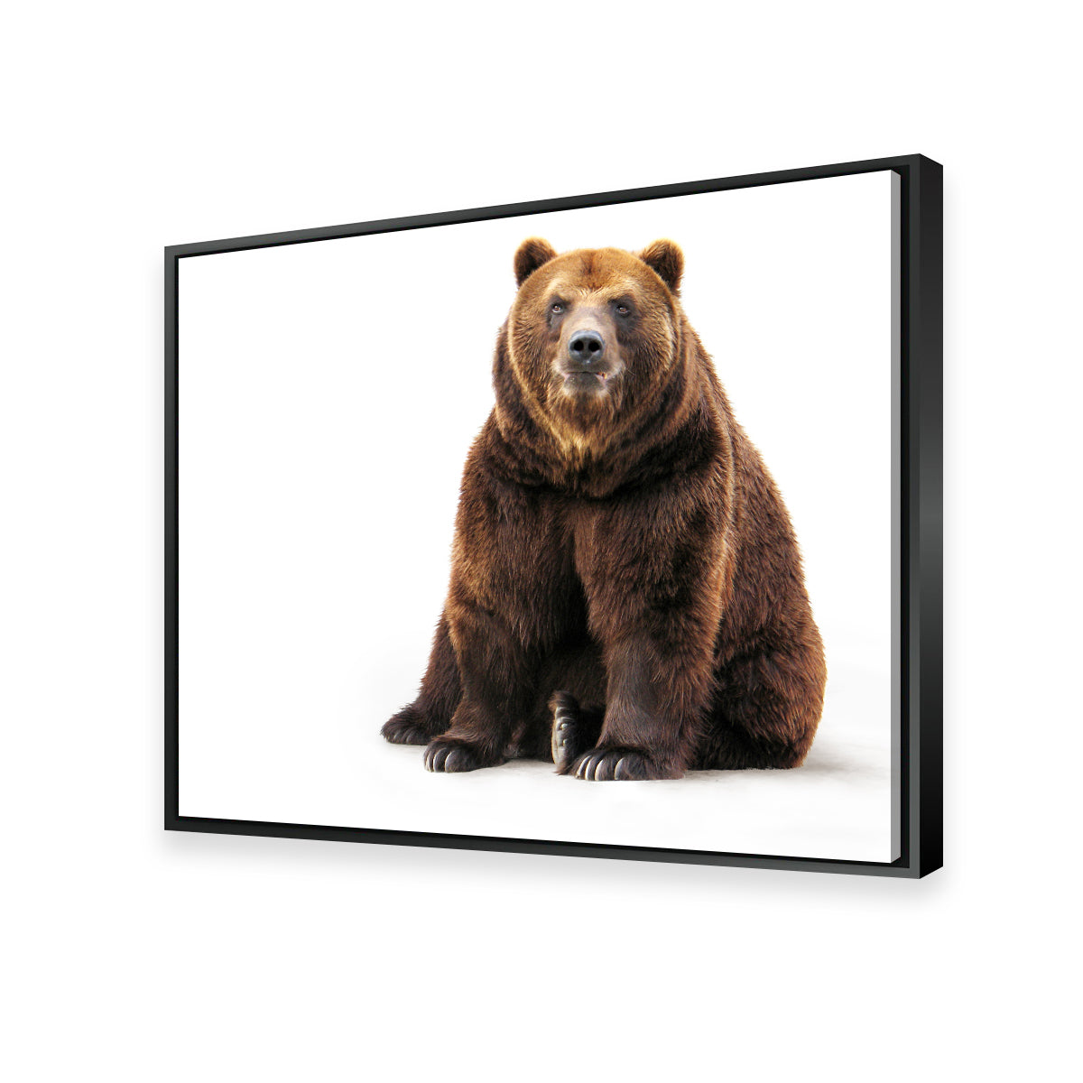 Stunning Bear on White Wall Art for Home Decor