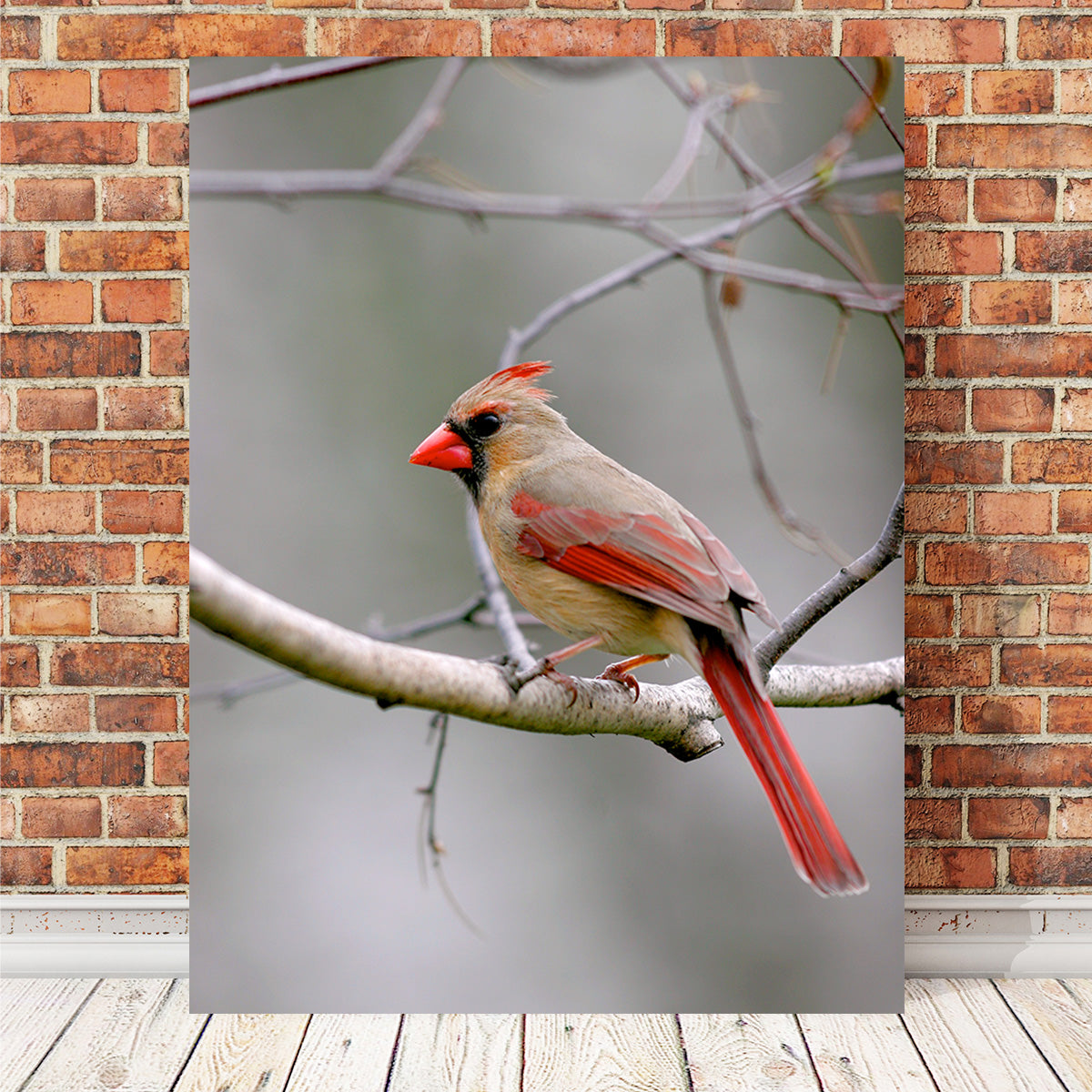 Exquisite Northern Cardinal Female Wall Art for Home Decor