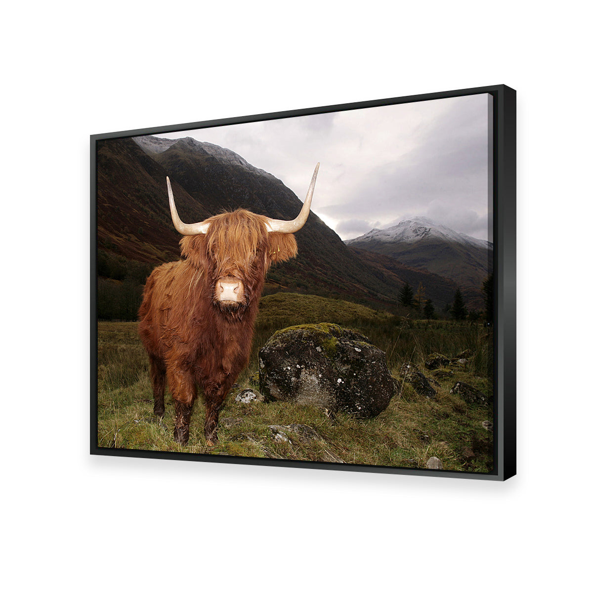 Stunning Highland Cow in Glen Coe Wall Art for Home Decor