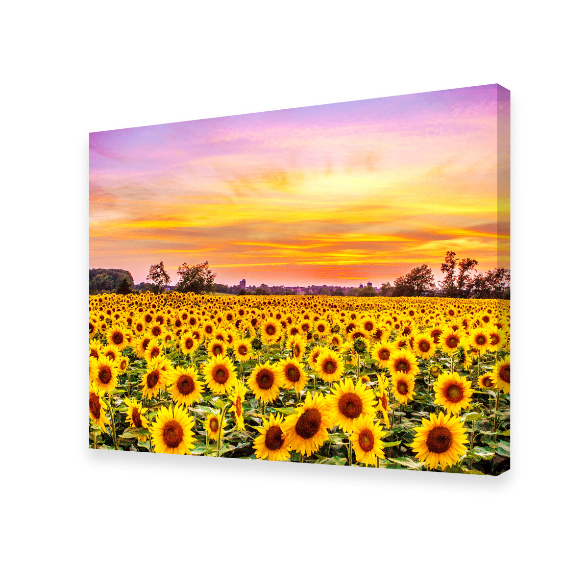 Stunning Bed of Sunflowers Wall Art for Your Home Decor