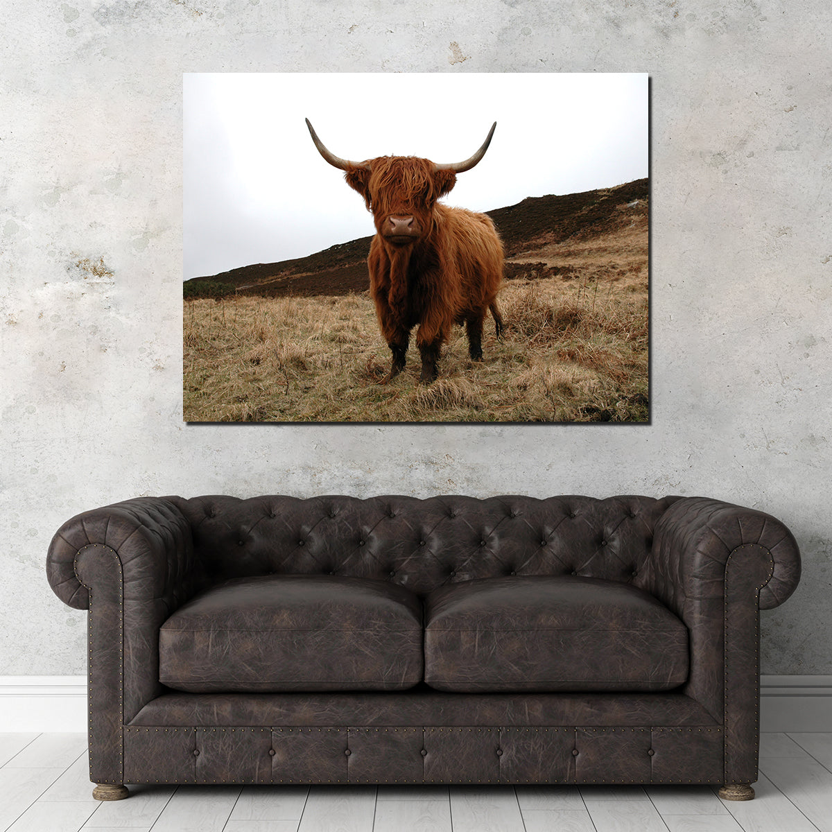 Gorgeous Highland Cow Wall Art Inspired by Northern Scotland