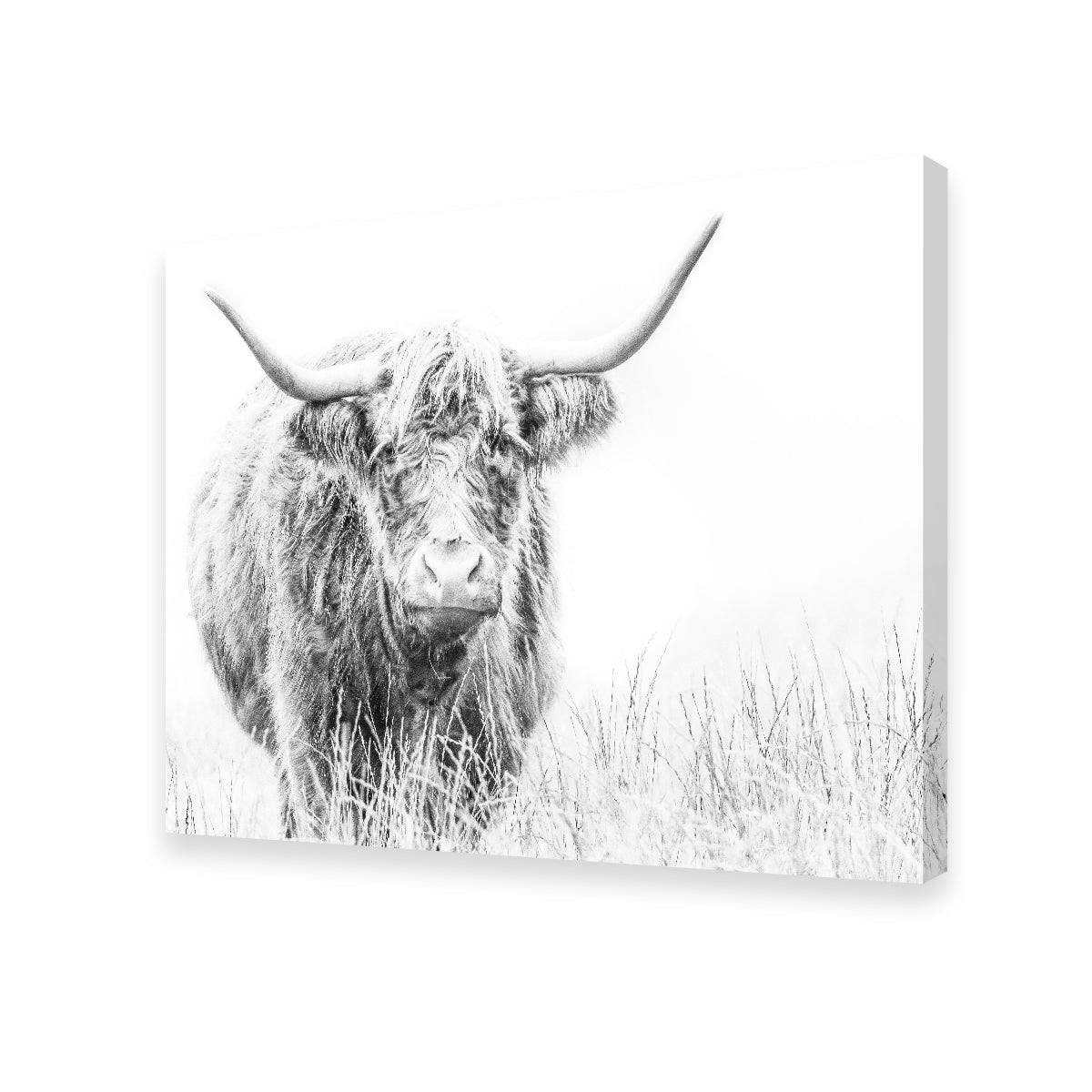 Stunning Highland Cow Wall Art on White Canvas