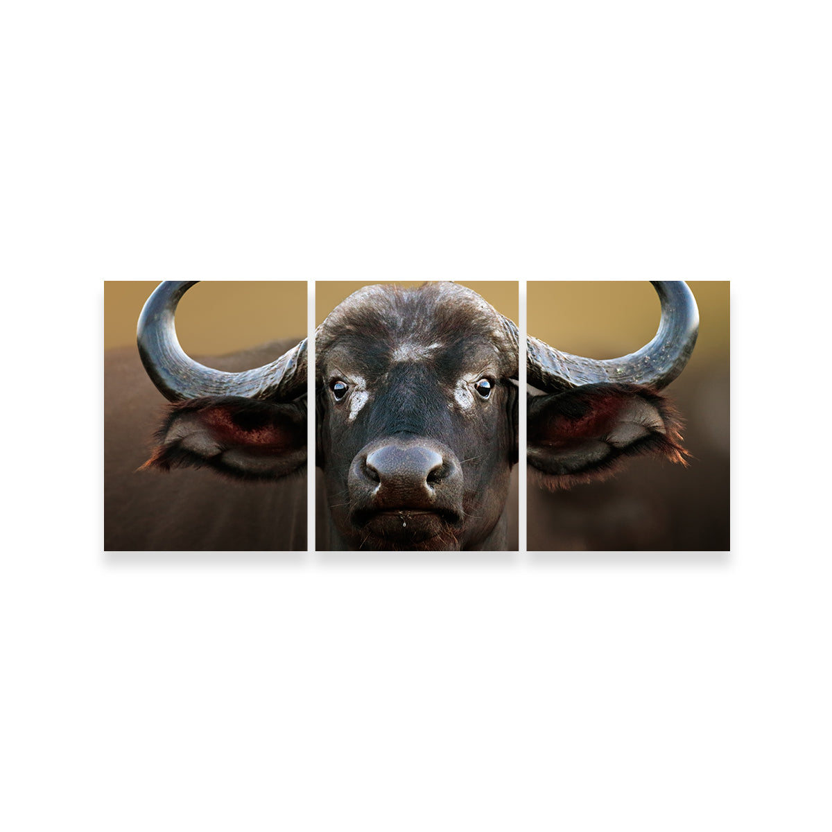 Stunning Cape Buffalo Wall Art from Kruger National Park