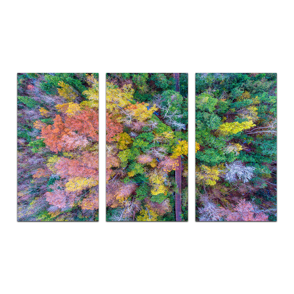 Stunning Bayfront Park Nature Boardwalk Wall Art from Above