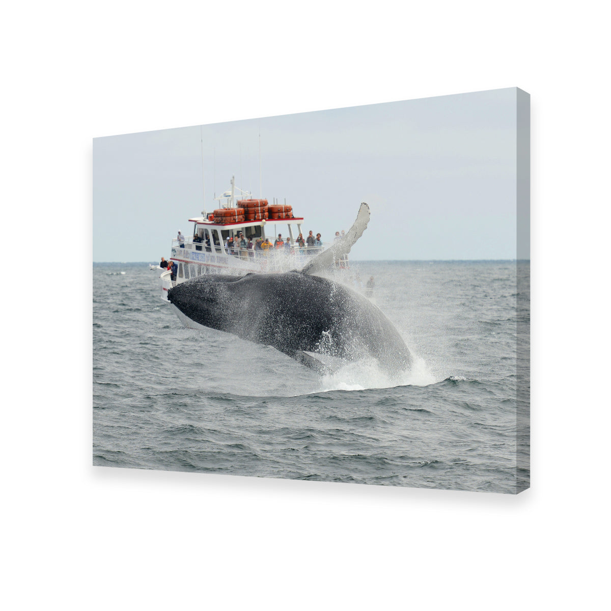 Stunning Humpback - Cape Cod Wall Art for Your Home Decor