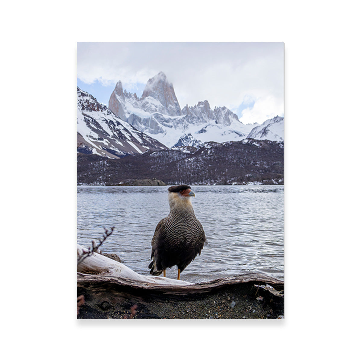 Stunning Carcará and Fitz Roy Art Prints by Sofia Leite Fonseca