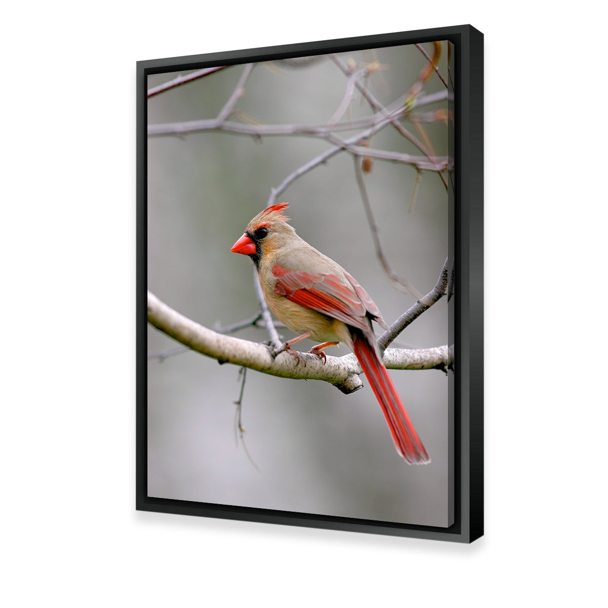 Exquisite Northern Cardinal Female Wall Art for Home Decor
