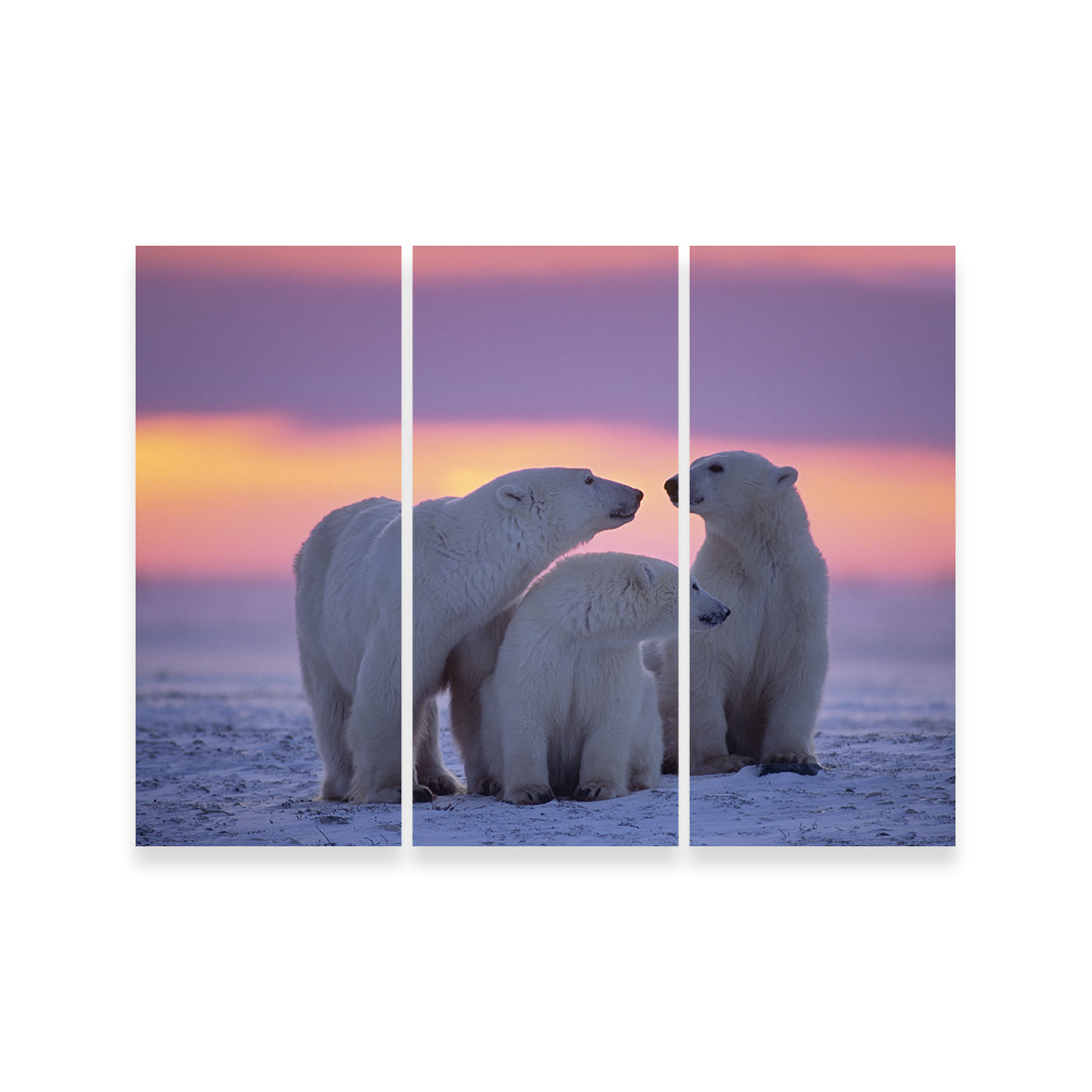 Stunning Polar Bear Family - Canadian Arctic Wall Art for Your Home Decor