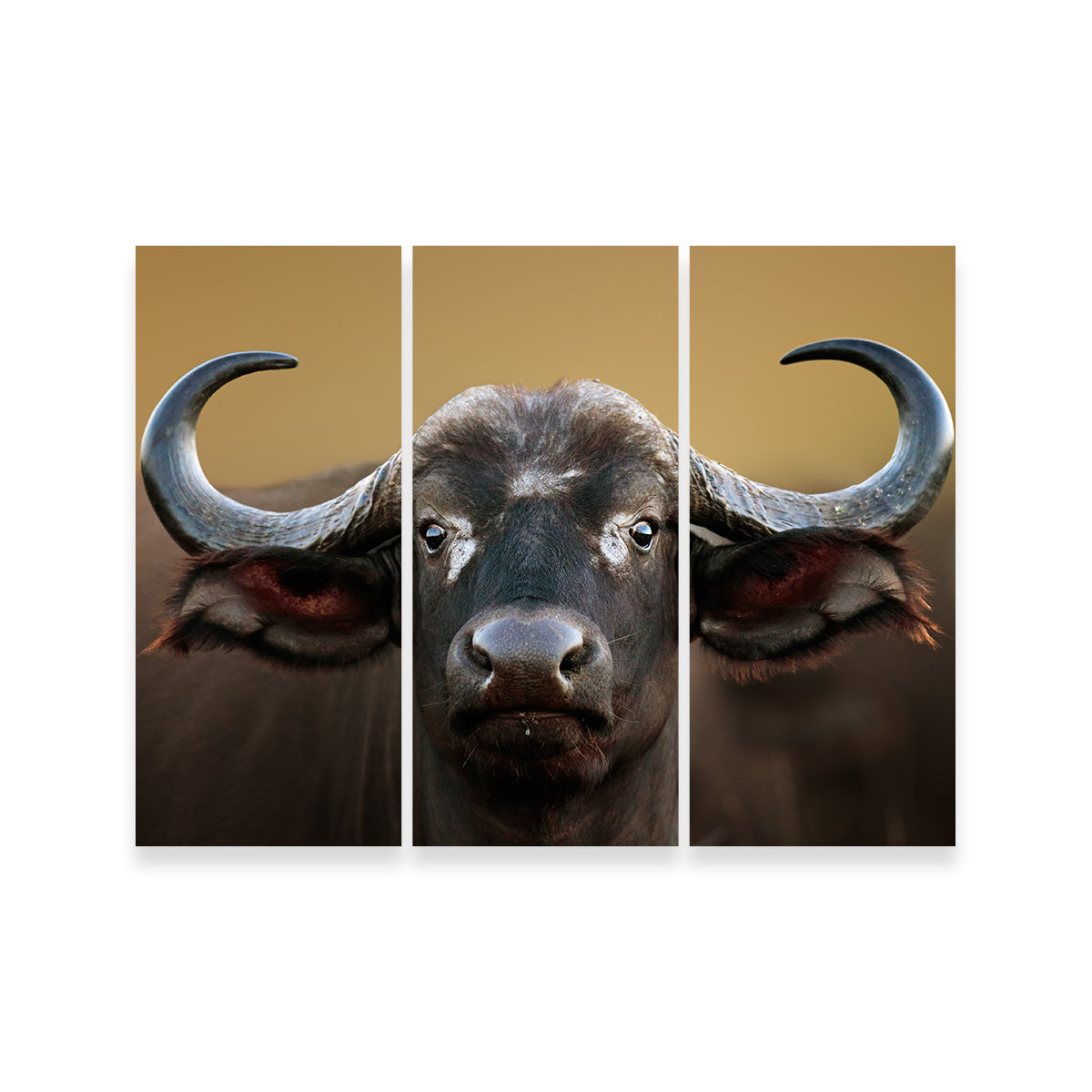 Stunning Cape Buffalo Wall Art from Kruger National Park