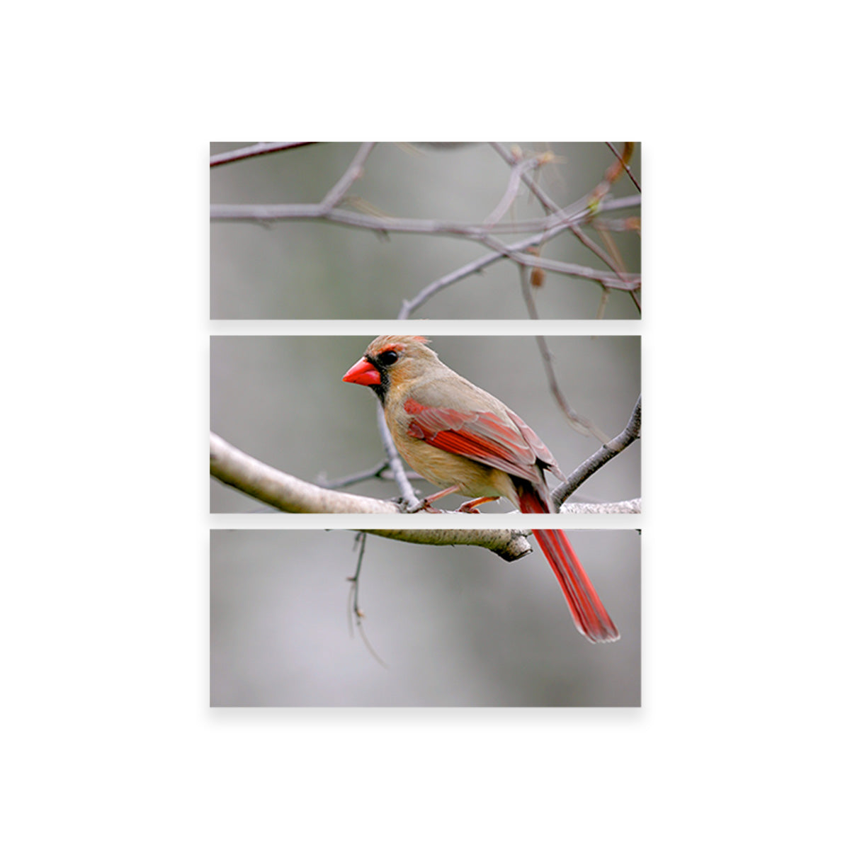 Exquisite Northern Cardinal Female Wall Art for Home Decor