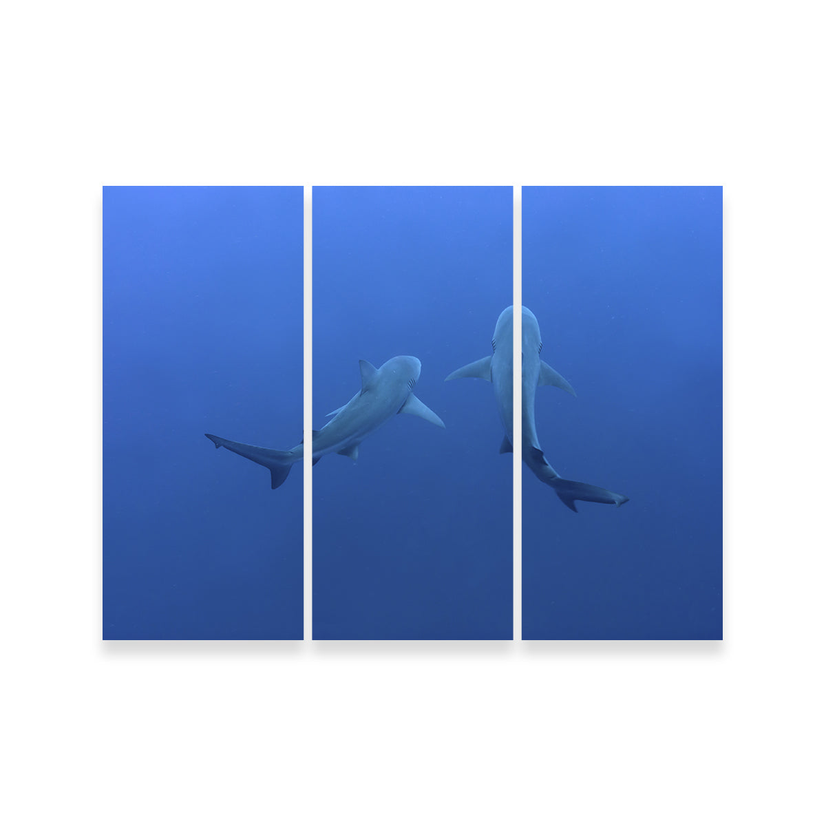 Stunning Shark Mates Wall Art - Museum Quality Decor