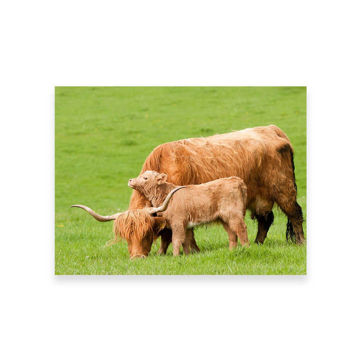 Charming Highland Cow with Adorable Loving Calf Wall Art for Stunning Home Decor