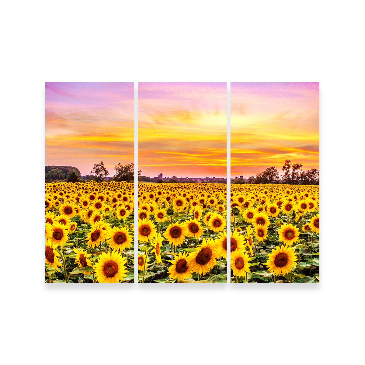 Stunning Bed of Sunflowers Wall Art for Your Home Decor