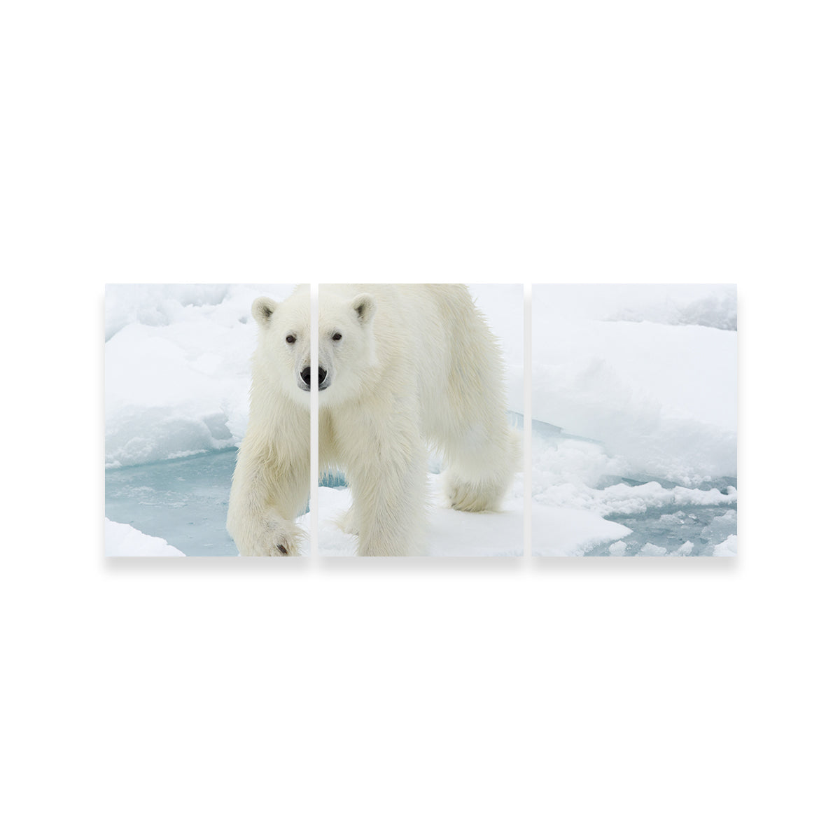 Exquisite Polar Bear Wall Art for Stunning Home Decor