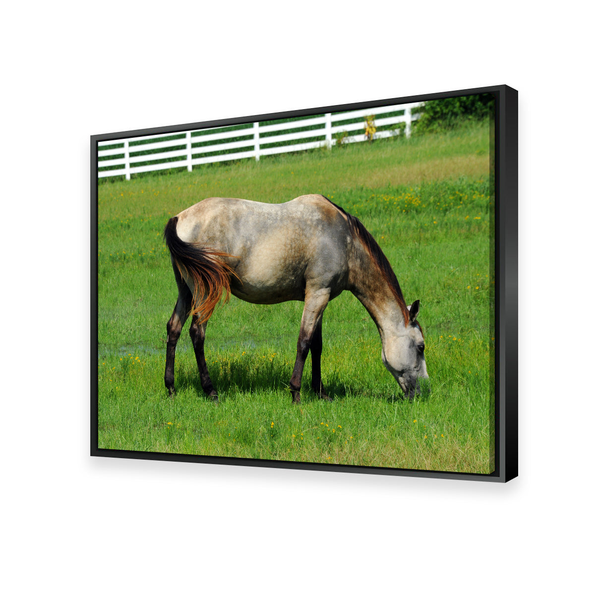 Stunning Arkansas Horse Grazing Wall Art for Home Decor