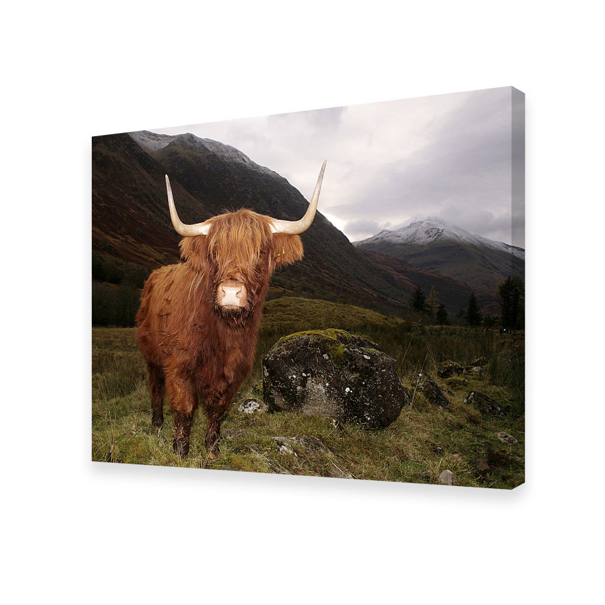 Stunning Highland Cow in Glen Coe Wall Art for Home Decor