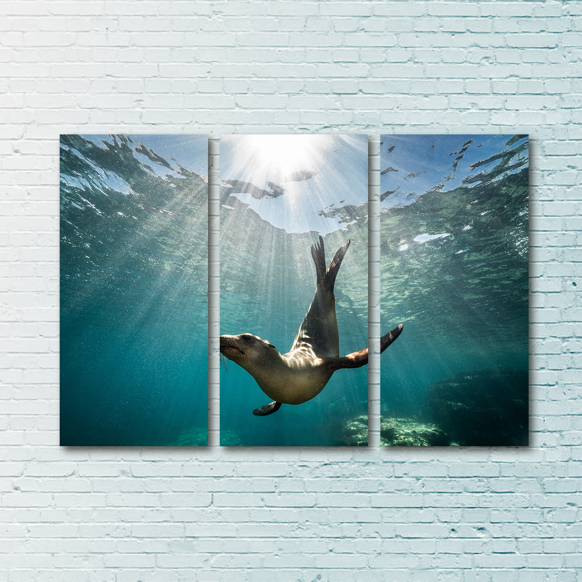 Stunning California Sea Lion Wall Art for Your Home Decor