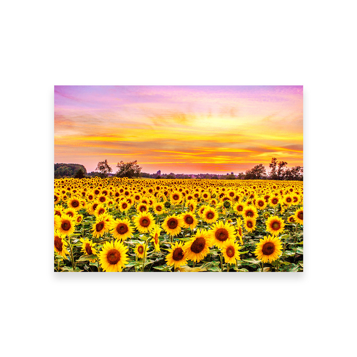 Stunning Bed of Sunflowers Wall Art for Your Home Decor