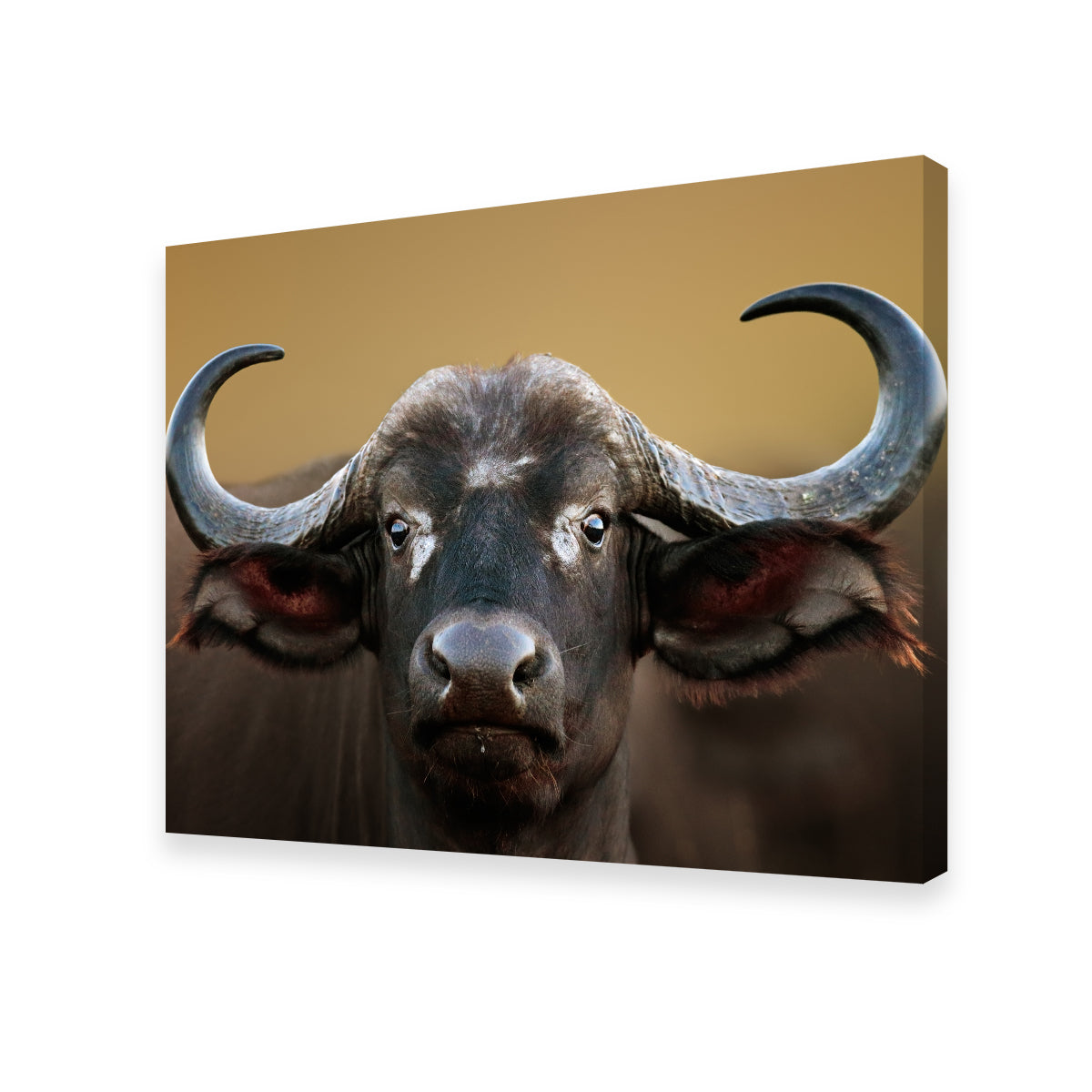Stunning Cape Buffalo Wall Art from Kruger National Park