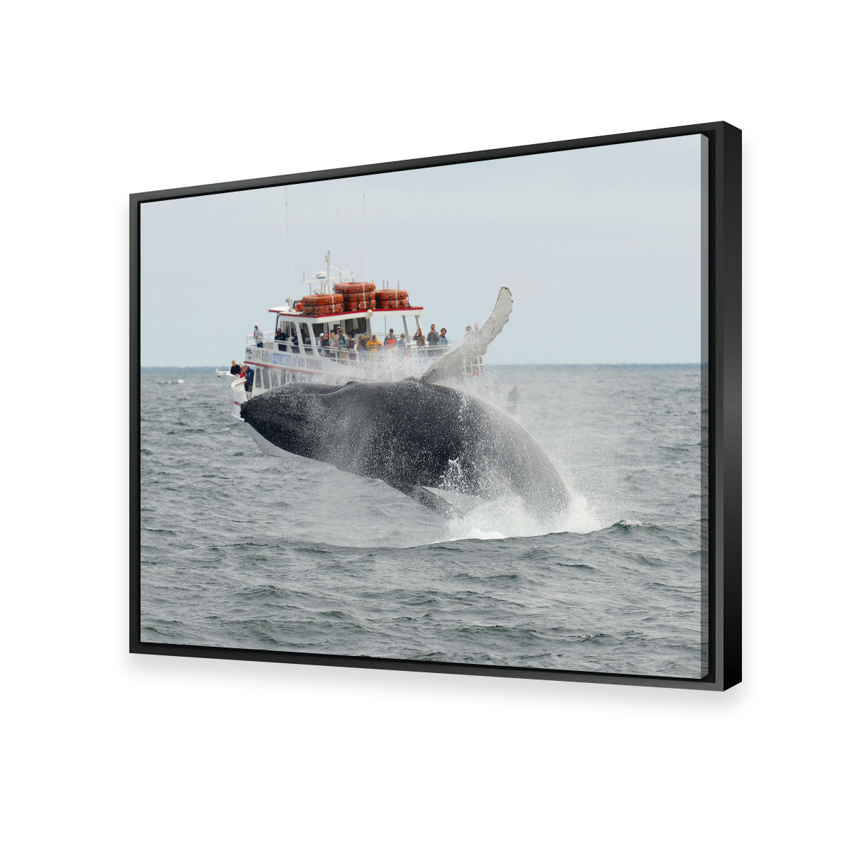 Stunning Humpback - Cape Cod Wall Art for Your Home Decor
