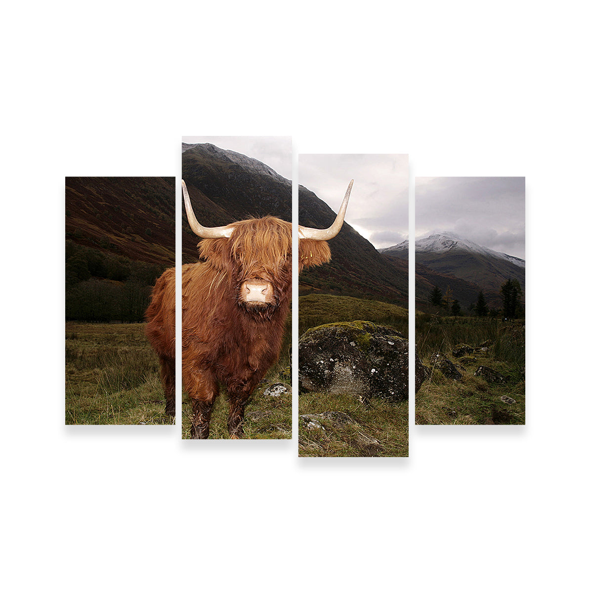 Stunning Highland Cow in Glen Coe Wall Art for Home Decor
