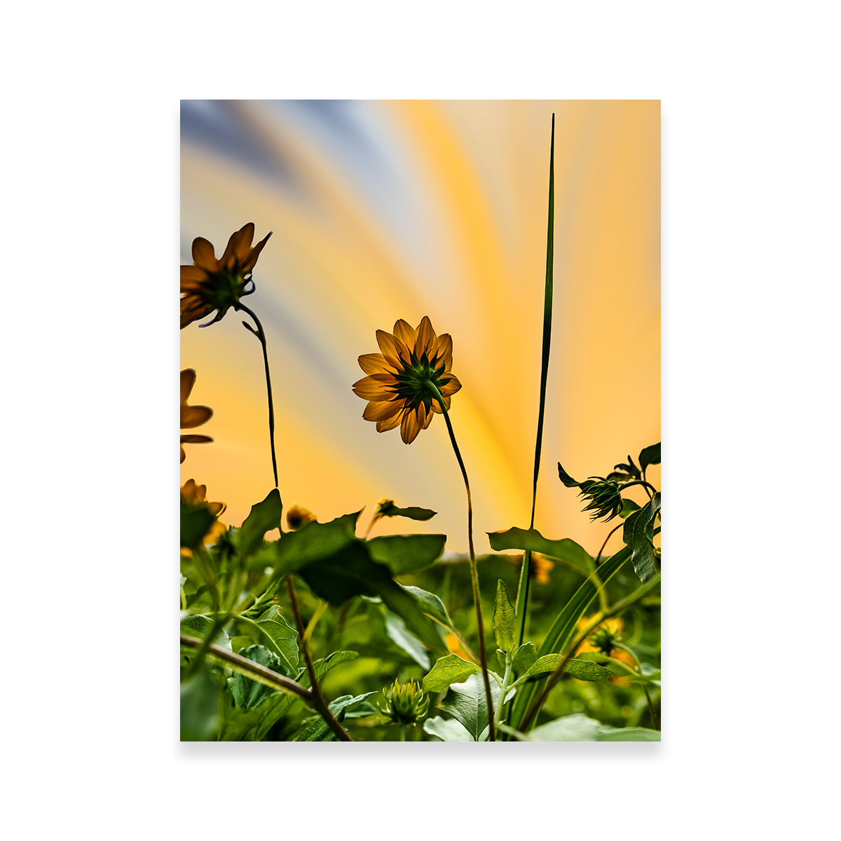 Stunning Beach Sunflowers Wall Art by Eileen Rollin