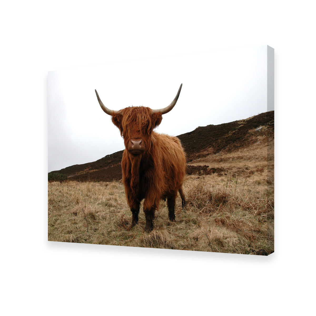 Gorgeous Highland Cow Wall Art Inspired by Northern Scotland