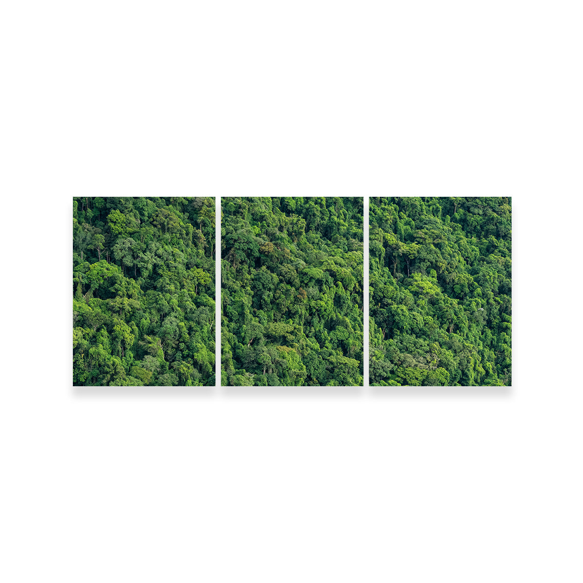 Stunning Atlantic Forest Wall Art by Sofia Leite Fonseca