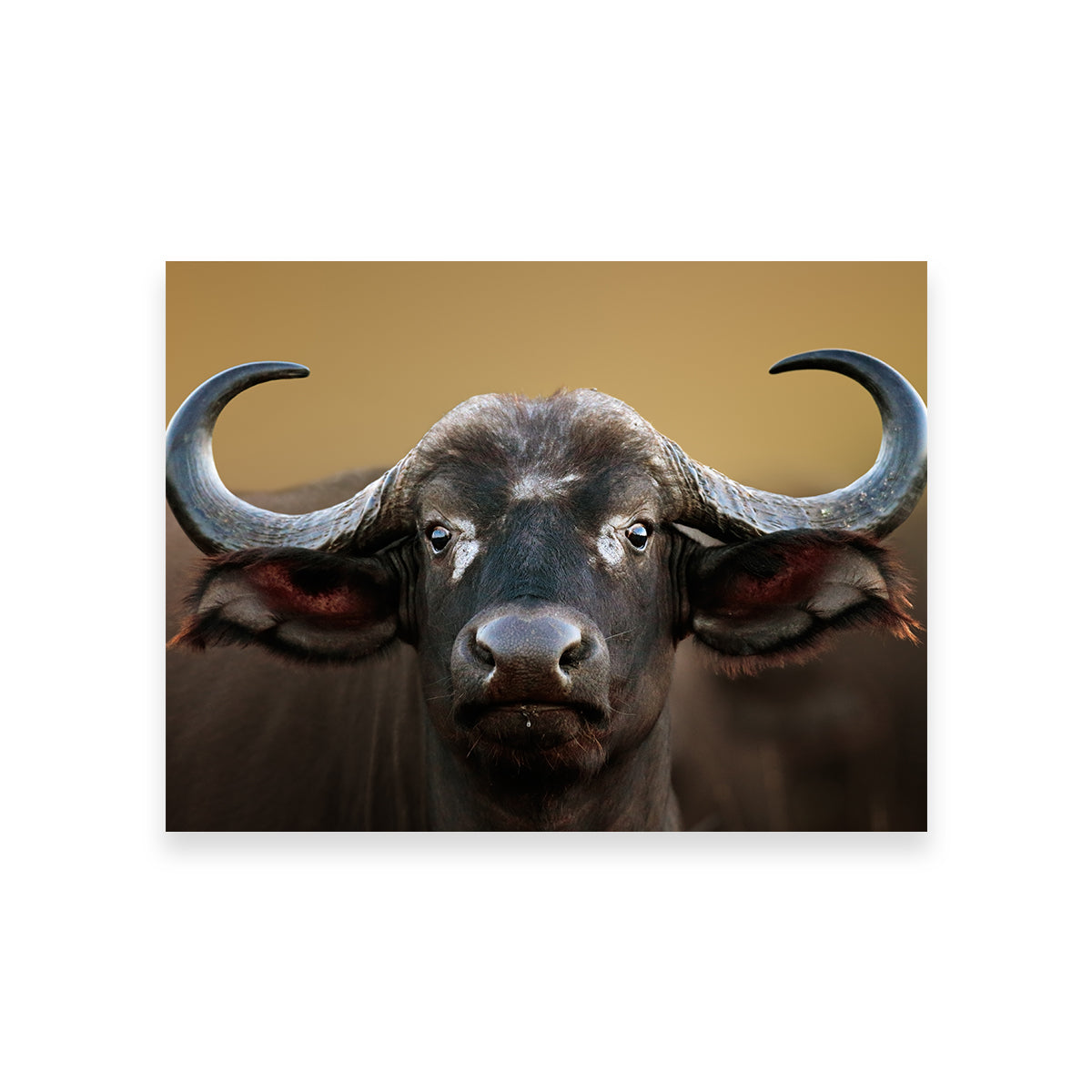 Stunning Cape Buffalo Wall Art from Kruger National Park