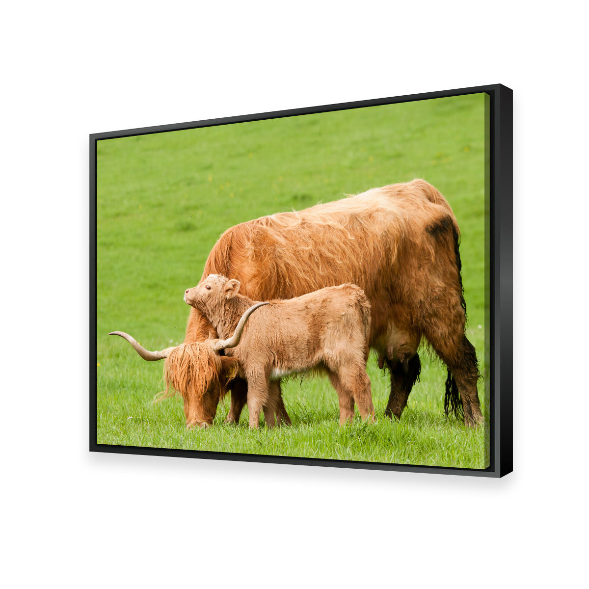 Charming Highland Cow with Adorable Loving Calf Wall Art for Stunning Home Decor
