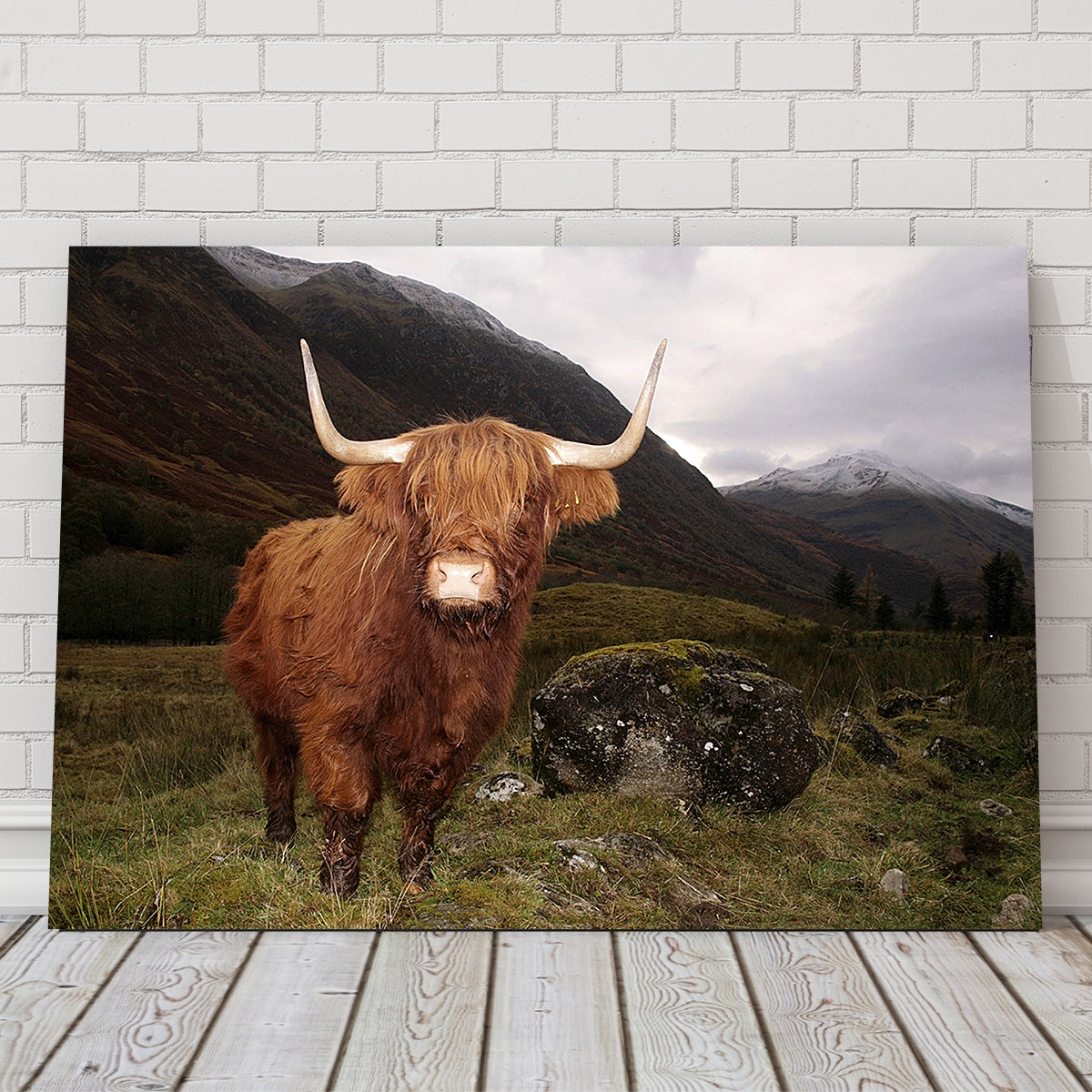 Stunning Highland Cow in Glen Coe Wall Art for Home Decor