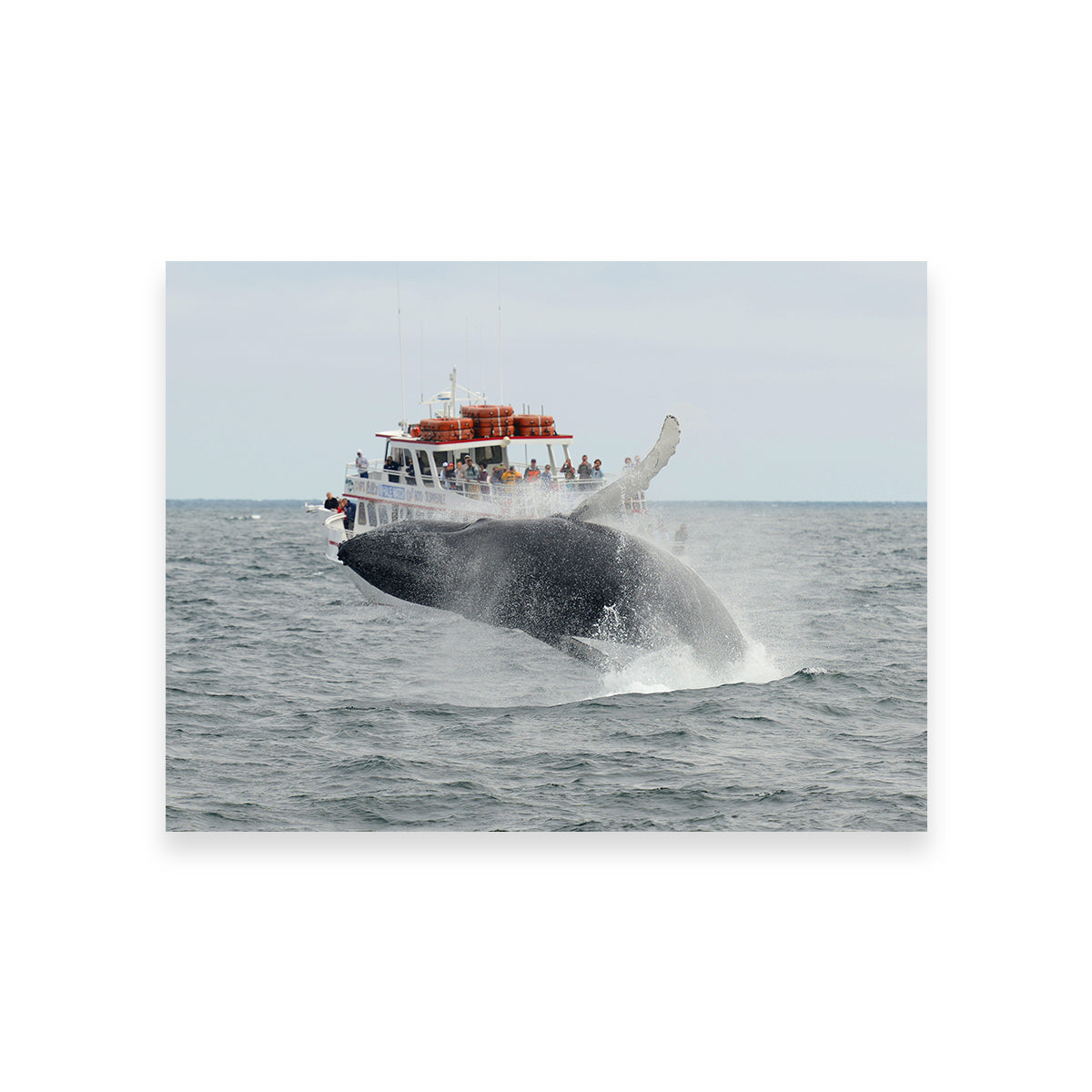 Stunning Humpback - Cape Cod Wall Art for Your Home Decor