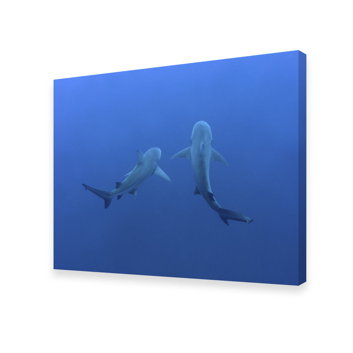Stunning Shark Mates Wall Art - Museum Quality Decor