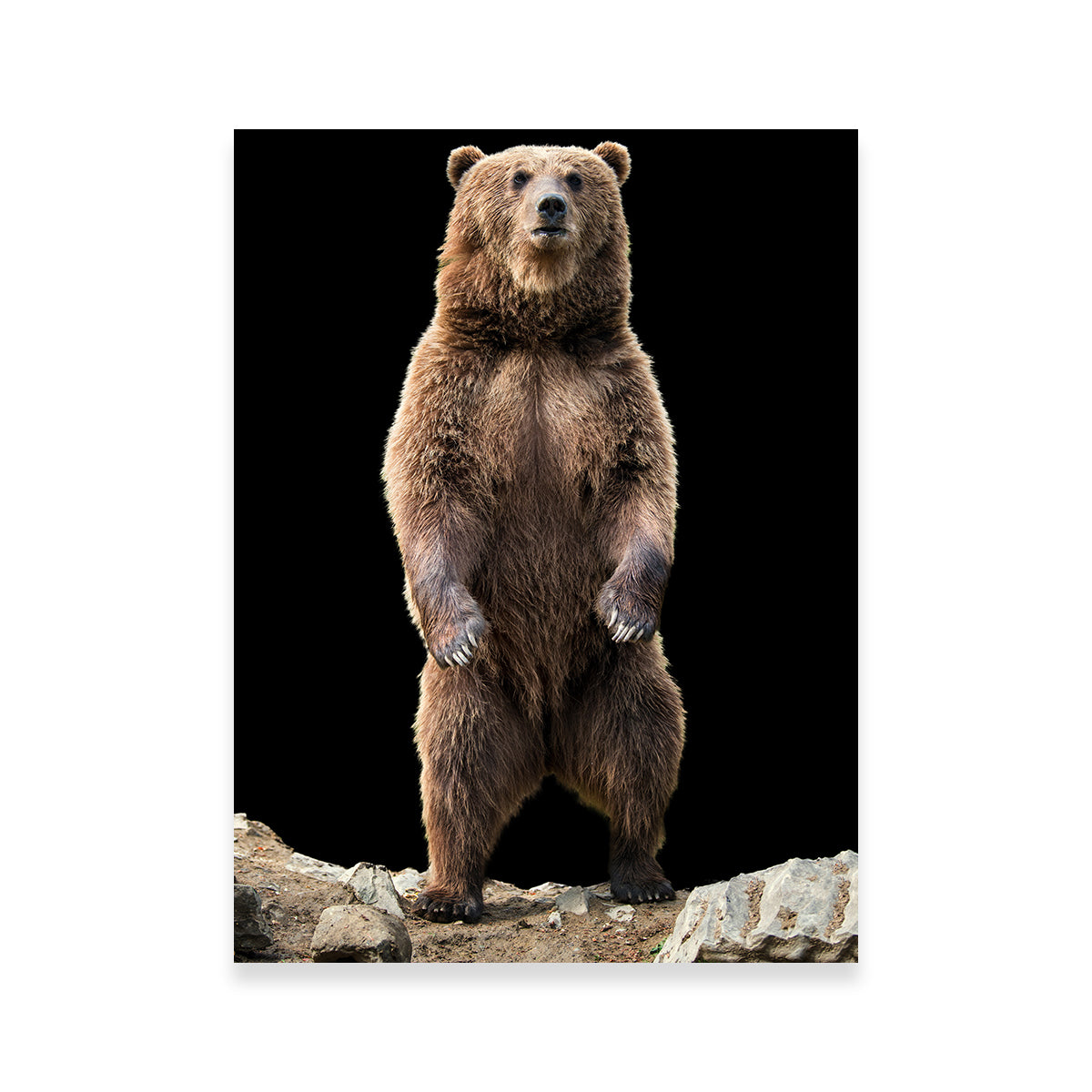 Stunning Big Brown Bear Standing Wall Art for Home Decor