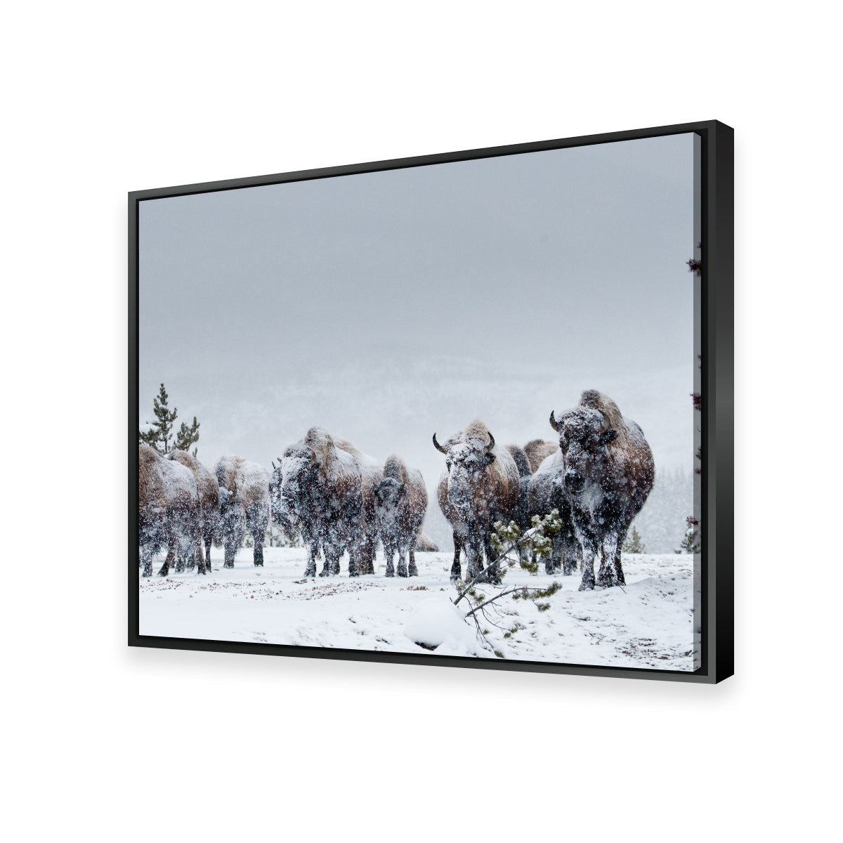 Stunning American Bison in Winter Snow Wall Art for Your Home Decor