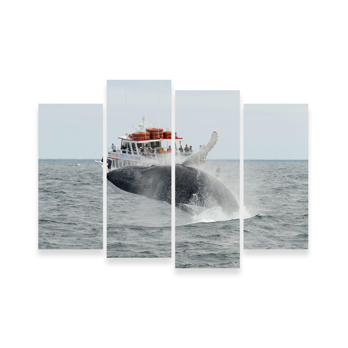 Stunning Humpback - Cape Cod Wall Art for Your Home Decor