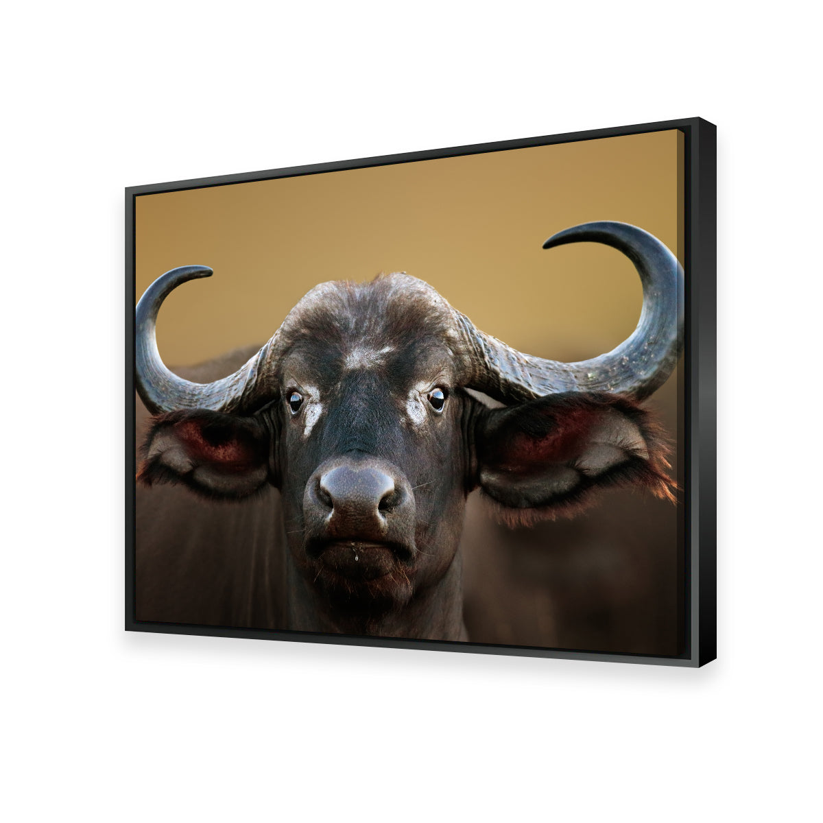Stunning Cape Buffalo Wall Art from Kruger National Park