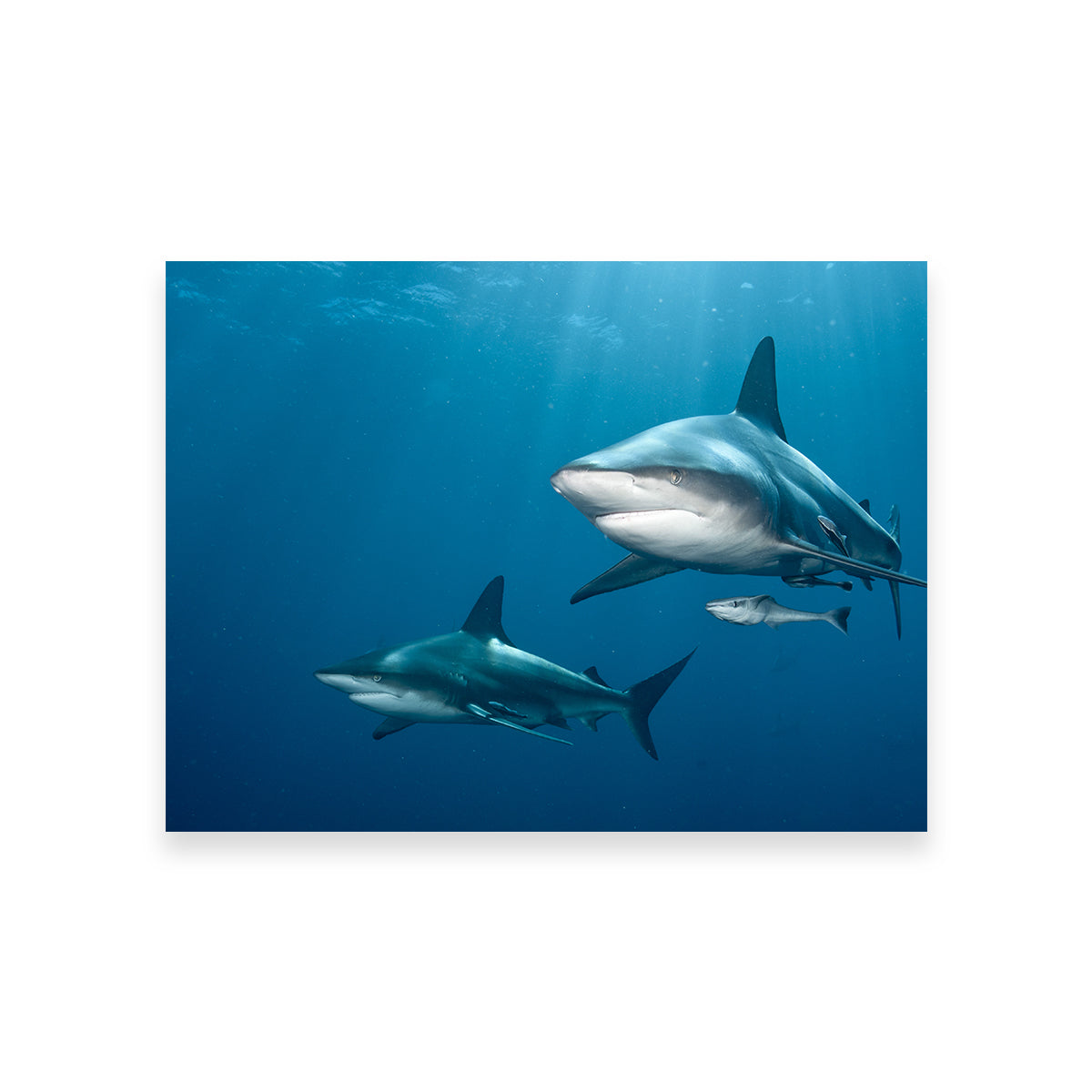 Exquisite Shark Pair Wall Art for Stunning Home Decor