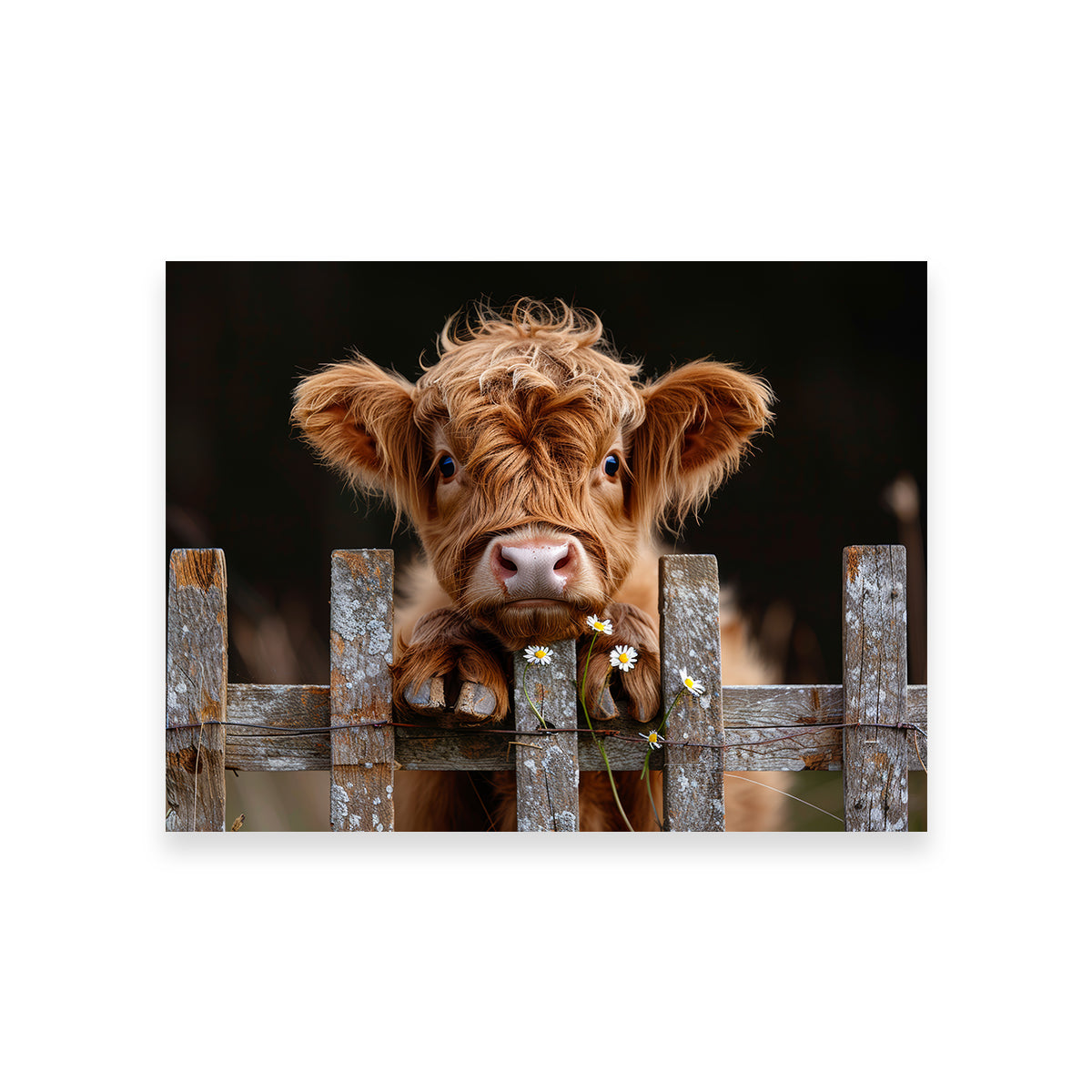 Gorgeous Highland Baby Calf Wall Art for Stunning Home Decor