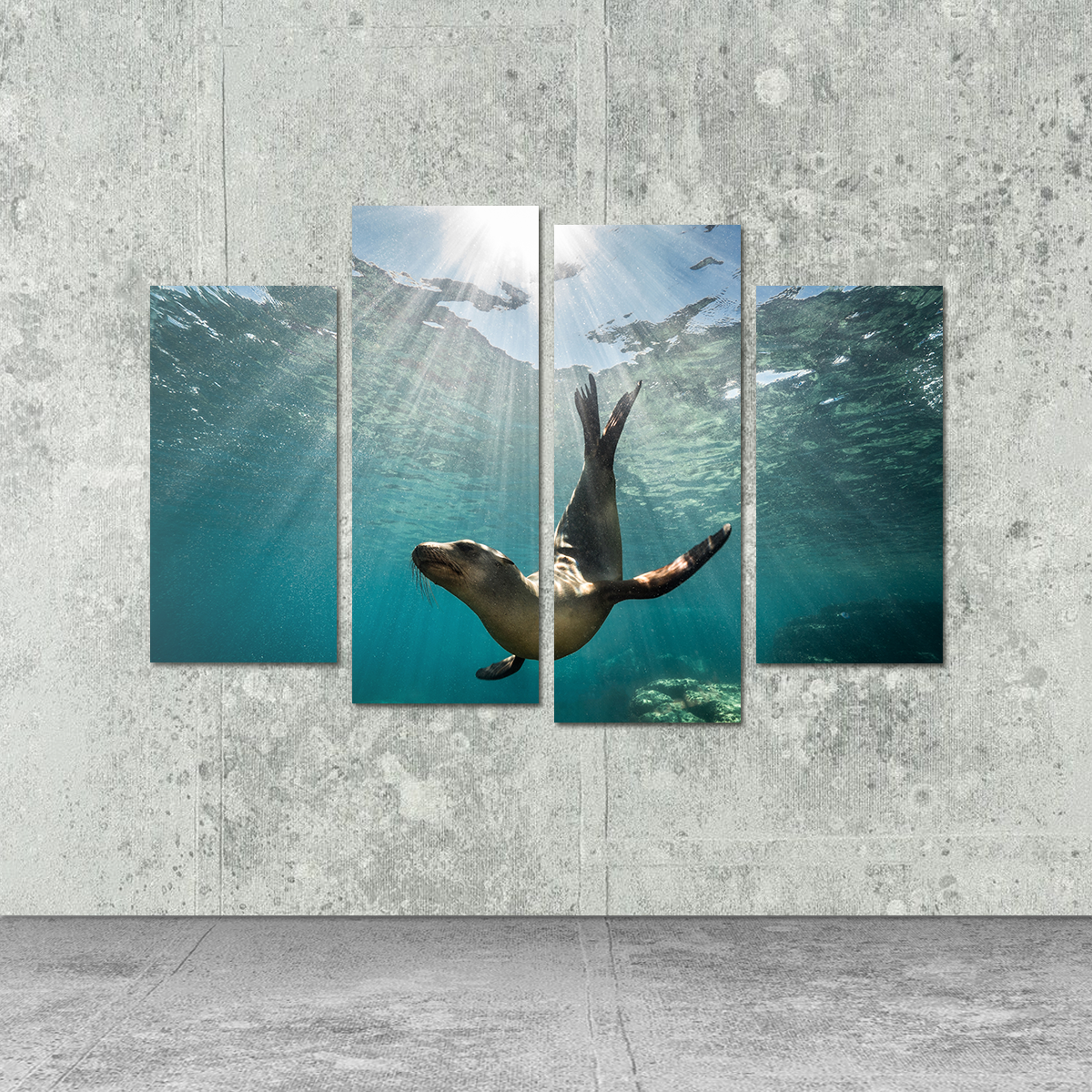 Stunning California Sea Lion Wall Art for Your Home Decor