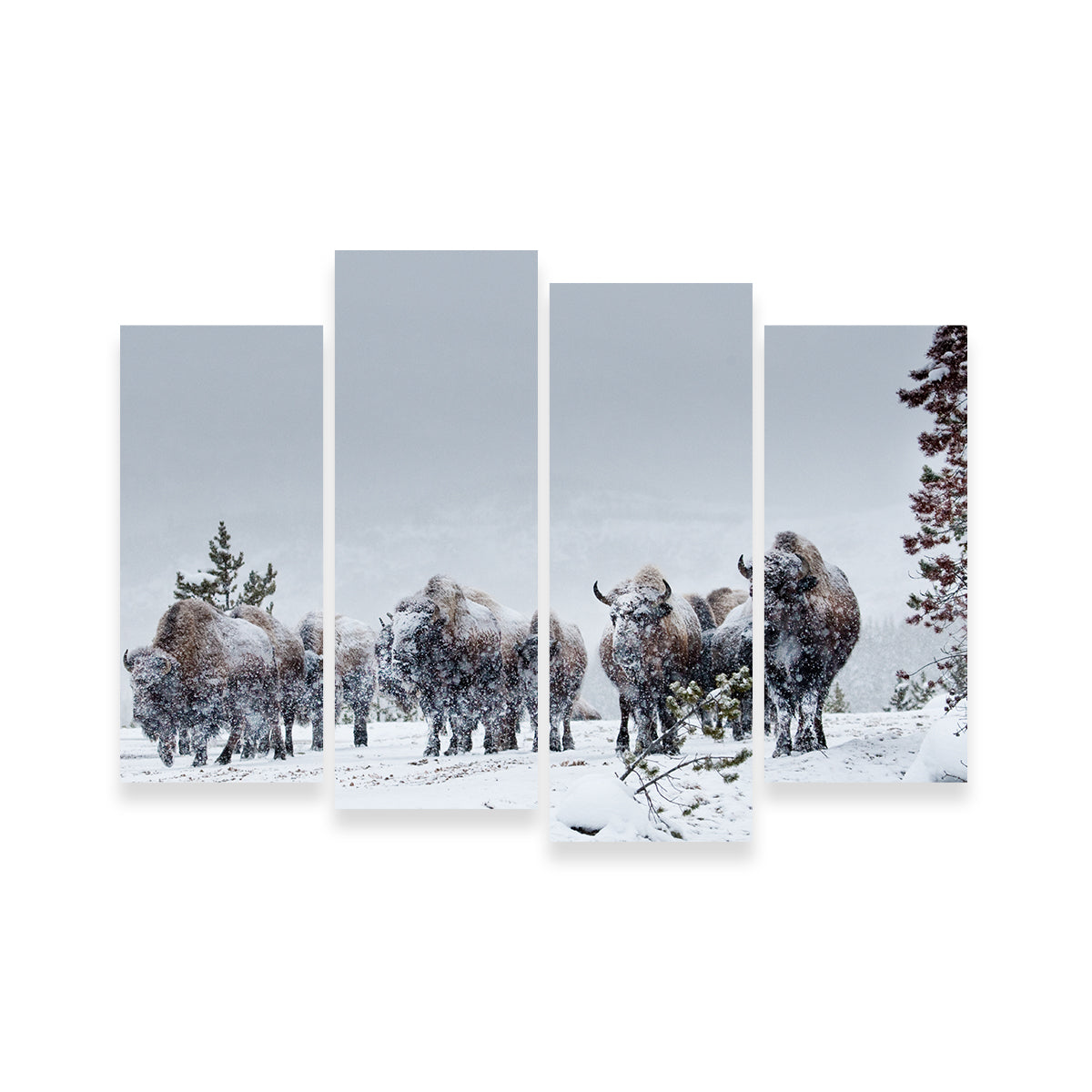 Stunning American Bison in Winter Snow Wall Art for Your Home Decor