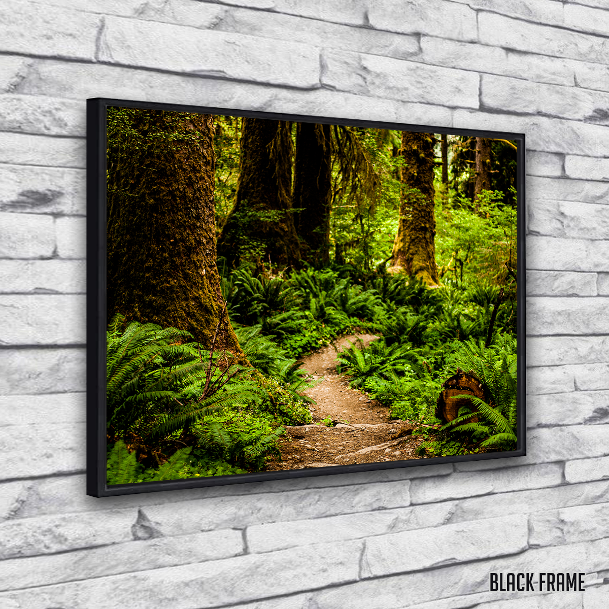 Stunning Hoh Rainforest Wall Art by Kyle Sherry