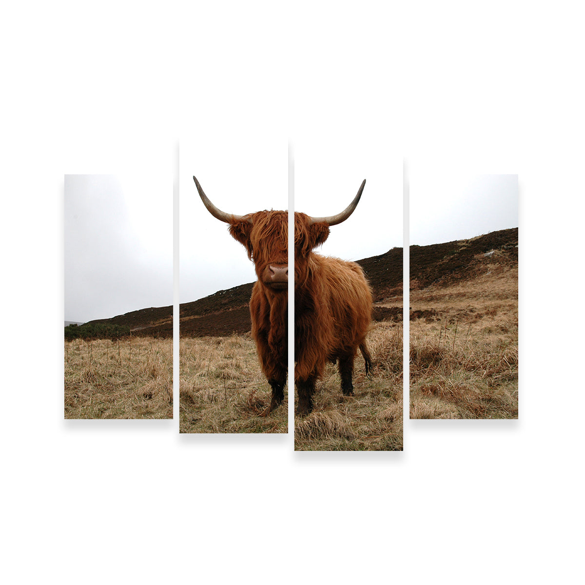 Gorgeous Highland Cow Wall Art Inspired by Northern Scotland