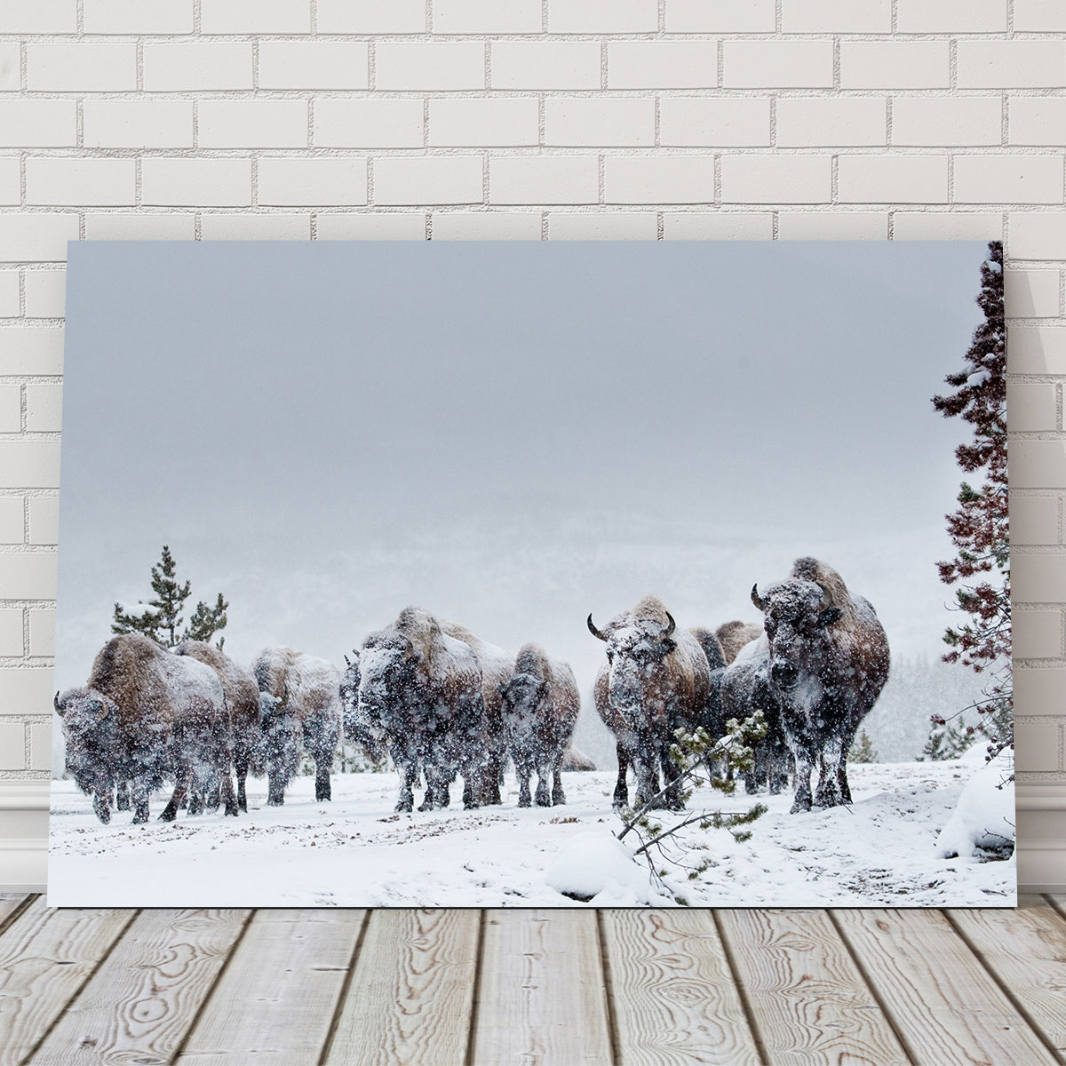 Stunning American Bison in Winter Snow Wall Art for Your Home Decor