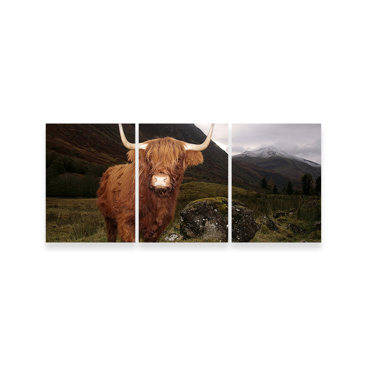 Stunning Highland Cow in Glen Coe Wall Art for Home Decor