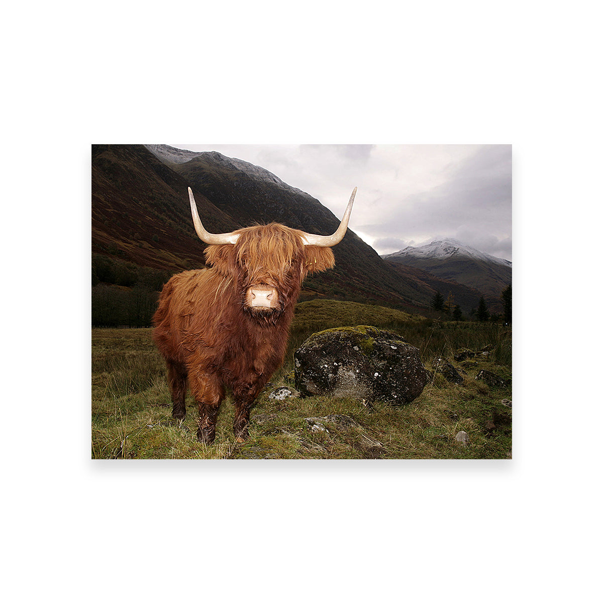 Stunning Highland Cow in Glen Coe Wall Art for Home Decor