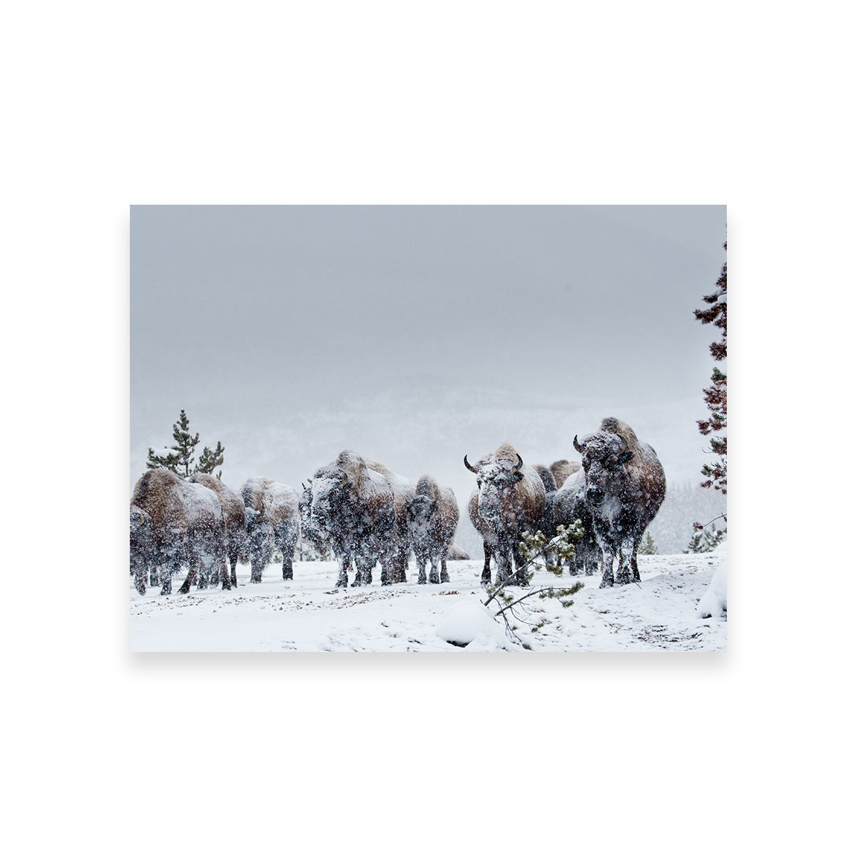 Stunning American Bison in Winter Snow Wall Art for Your Home Decor
