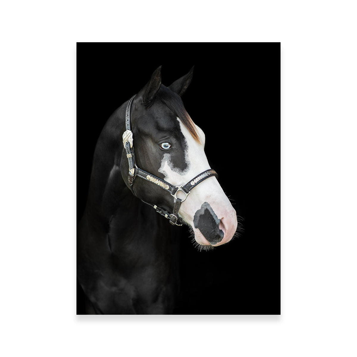 Stunning American Paint Horse Wall Art for Your Home Decor