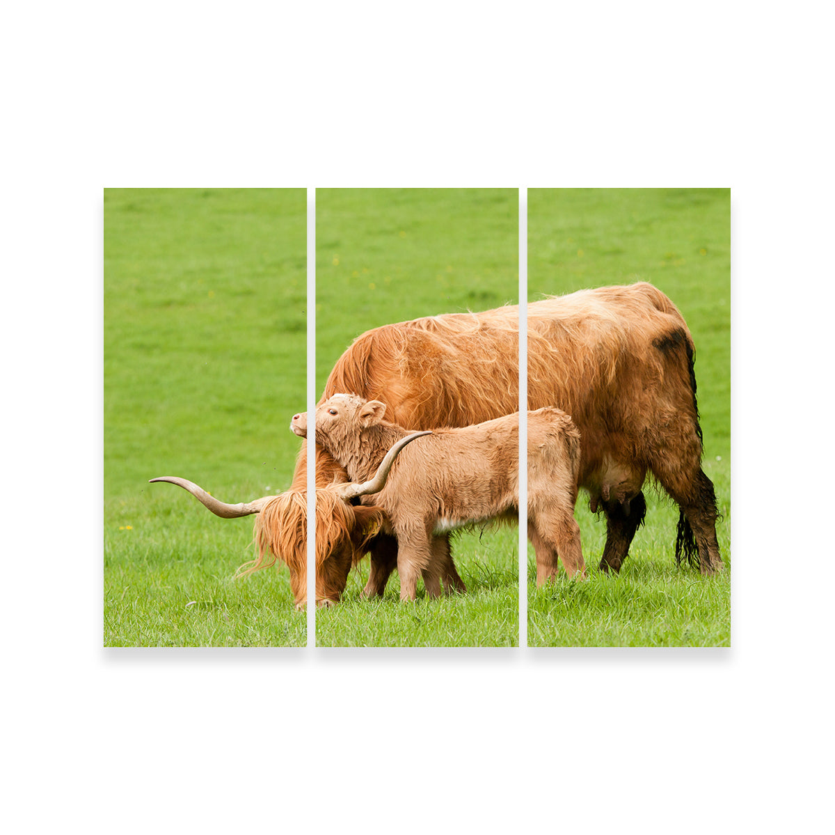 Charming Highland Cow with Adorable Loving Calf Wall Art for Stunning Home Decor