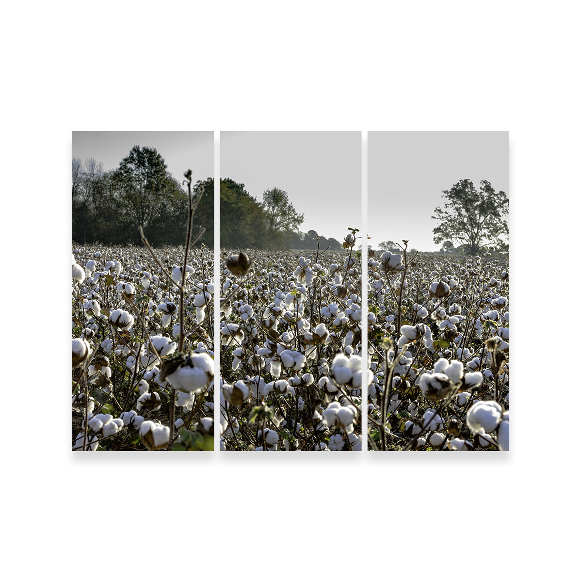 Stunning Alabama Cotton Field Wall Art for Your Home Decor